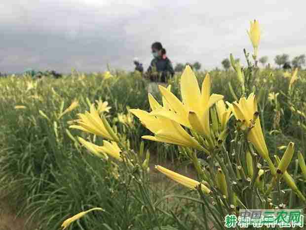 黄花菜缺水会怎么样吗(黄花菜缺水会怎么样)